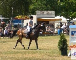 dressage horse Reggae Utopia (KWPN (Royal Dutch Sporthorse), 1998, from Darlington)