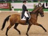 dressage horse Clive (Holsteiner, 1999, from Caletto I)