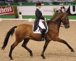 dressage horse Clive (Holsteiner, 1999, from Caletto I)