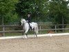 dressage horse Enjoy 81 (Westphalian, 2005, from Eldino)