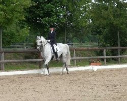 dressage horse Enjoy 81 (Westphalian, 2005, from Eldino)