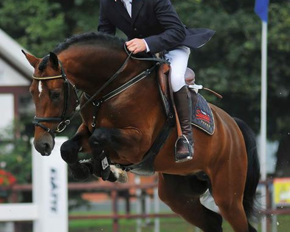 stallion Lantino 25 (Holsteiner, 2006, from Landos)