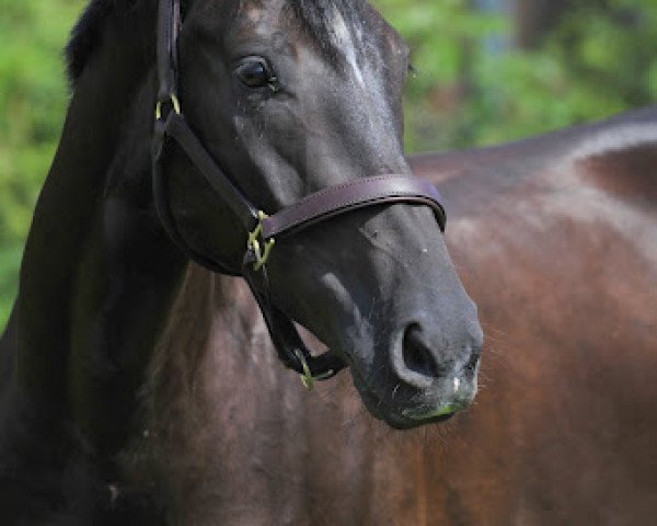 Dressurpferd Fromecs Denardo (Schweizer Warmblut, 2005, von Denaro)