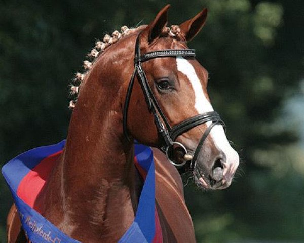 stallion Kaiser Karl (Oldenburg, 2003, from Kaiser Franz)