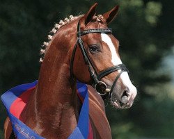 stallion Kaiser Karl (Oldenburg, 2003, from Kaiser Franz)