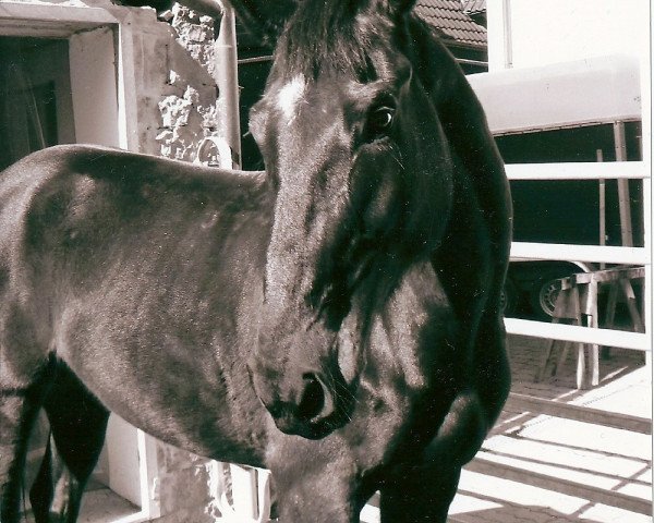 Pferd Black Flash 4 (Tschechisches Warmblut, 1998, von Bentley)