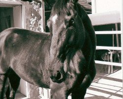 horse Black Flash 4 (Czech Warmblood, 1998, from Bentley)