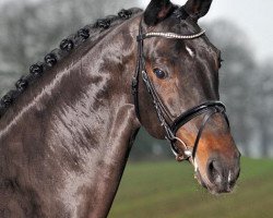 stallion Julio (Holsteiner, 1996, from Julio Mariner xx)