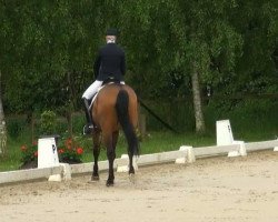 dressage horse Wilander 26 (Hanoverian, 2004, from White Star)