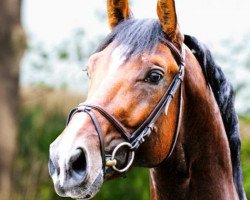 stallion Boegegaardens Grafs Stakkato (Hanoverian, 2005, from Graf Top)