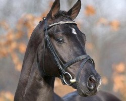 stallion Fürst Fugger (Oldenburg, 2006, from Fürst Heinrich)