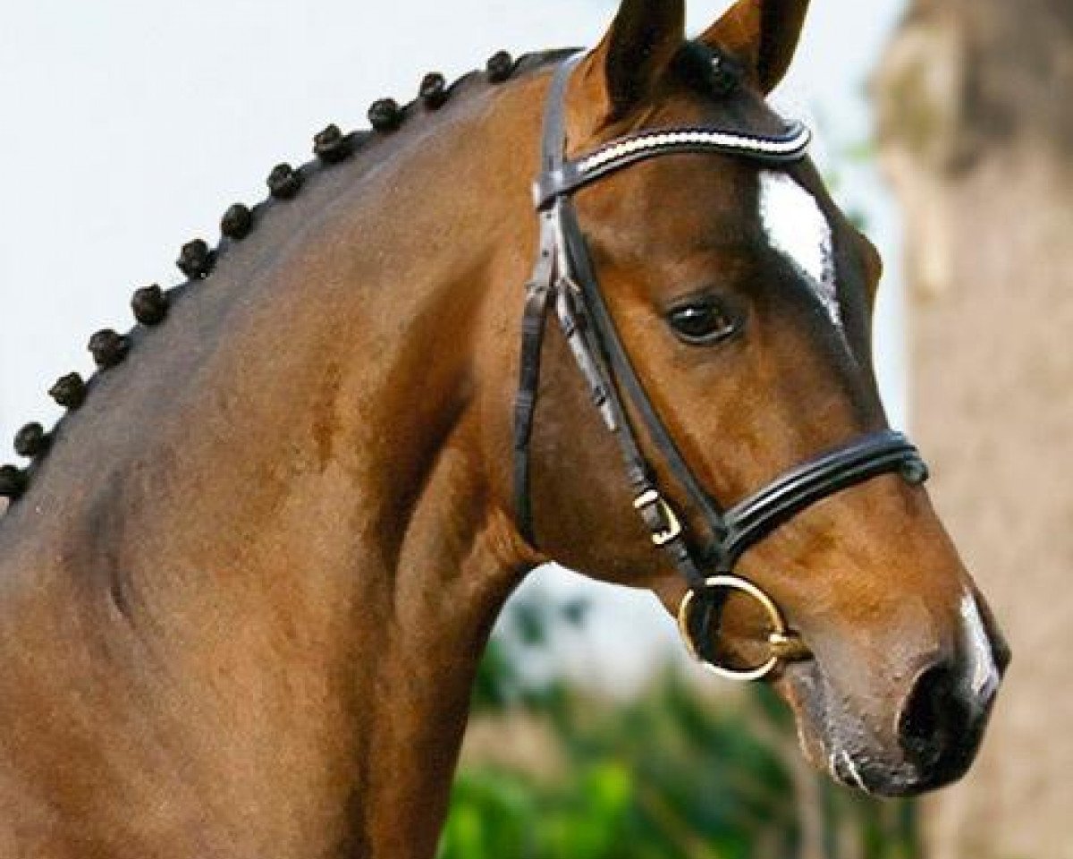 stallion French Fashion (Holsteiner, 2009, from For Fashion)