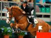 stallion Champion For Pleasure (Hanoverian, 2000, from Champion du Lys)