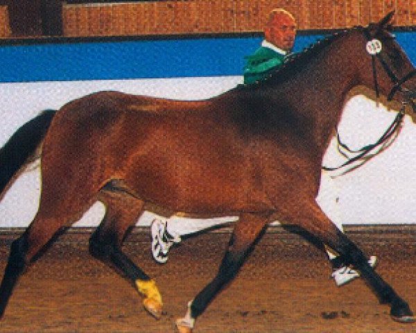 stallion Black Magic Diamant (German Riding Pony, 1986, from Bowler Hat)