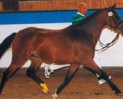 Deckhengst Black Magic Diamant (Deutsches Reitpony, 1986, von Bowler Hat)