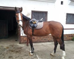 jumper Classic Touch 22 (German Sport Horse, 2004, from Cosino B)