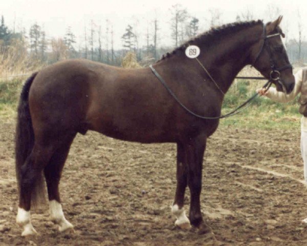 stallion Don Basilio (German Riding Pony, 1985, from Bowler Hat)