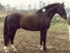 stallion Don Basilio (German Riding Pony, 1985, from Bowler Hat)