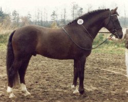 stallion Don Basilio (German Riding Pony, 1985, from Bowler Hat)