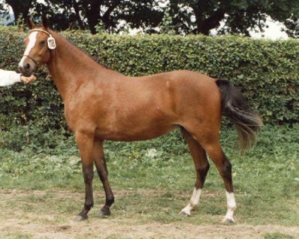 broodmare Two Step (German Riding Pony, 1986, from Bowler Hat)