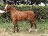 broodmare Two Step (German Riding Pony, 1986, from Bowler Hat)