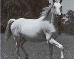 broodmare Jeanette ox (Arabian thoroughbred, 1937, from Jasir 1925 EAO)