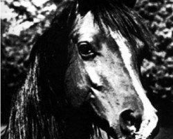 broodmare Elzunia ox (Arabian thoroughbred, 1951, from Witraz 1938 ox)