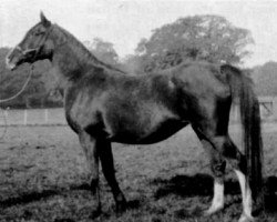 broodmare Nisreen 1919 EAO (Arabian thoroughbred, 1919, from Nureddin II 1911 ox)