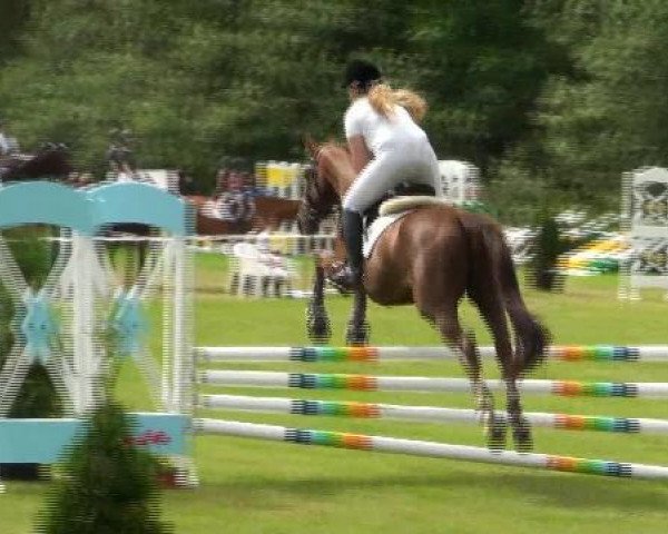 jumper Sir William 32 (Oldenburg, 1999, from Sion)