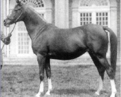 broodmare Risira ox (Arabian thoroughbred, 1939, from Naziri ox)