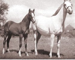 broodmare Nerina ox (Arabian thoroughbred, 1950, from Rissalix EAO)