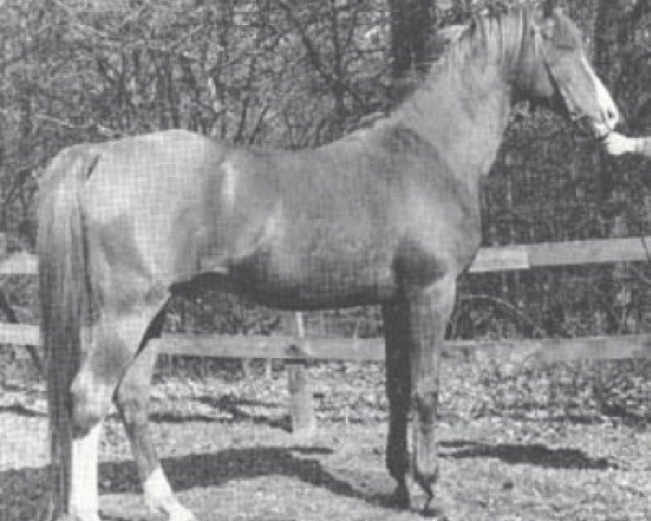 horse Noran 1956 ox (Arabian thoroughbred, 1956, from Oran 1940 ox)