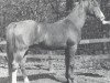 stallion Noran 1956 ox (Arabian thoroughbred, 1956, from Oran 1940 ox)