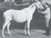 broodmare Winette 1950 ox (Arabian thoroughbred, 1950, from Wind 1938 ox)