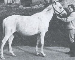 broodmare Winette 1950 ox (Arabian thoroughbred, 1950, from Wind 1938 ox)