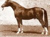 stallion Dargee ox (Arabian thoroughbred, 1945, from Manasseh ox)