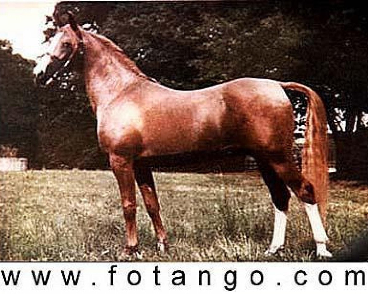 stallion Oran 1940 ox (Arabian purebred, 1940, from Riffal 1936 ox)
