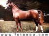 stallion Oran 1940 ox (Arabian thoroughbred, 1940, from Riffal 1936 ox)