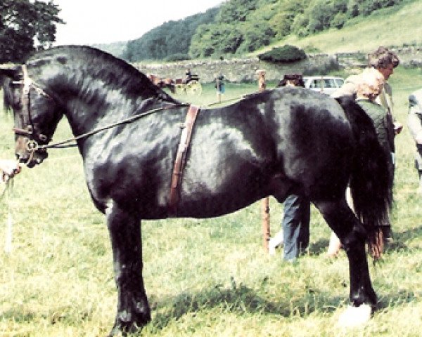 Pferd Hewid Rover (Welsh-Cob (Sek. D), 1966, von Cahn Dafydd)