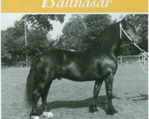stallion Balthasar (Welsh-Cob (Sek. C), 1975, from Hewid Cardi)