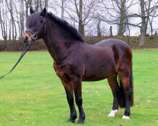 stallion Bowler Hat (German Riding Pony, 1984, from Balthasar)