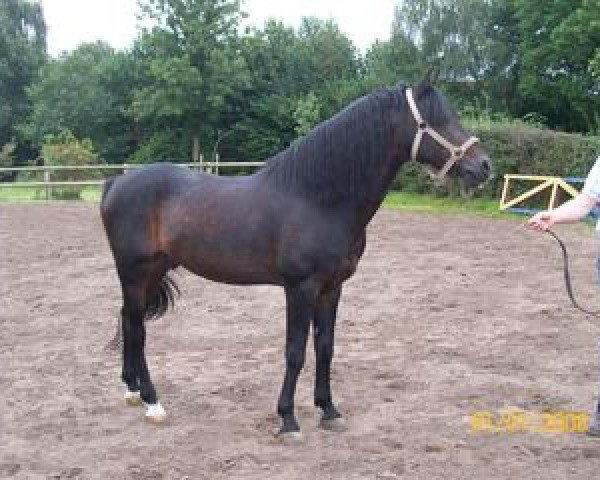 stallion Bolero (German Riding Pony, 1986, from Bowler Hat)