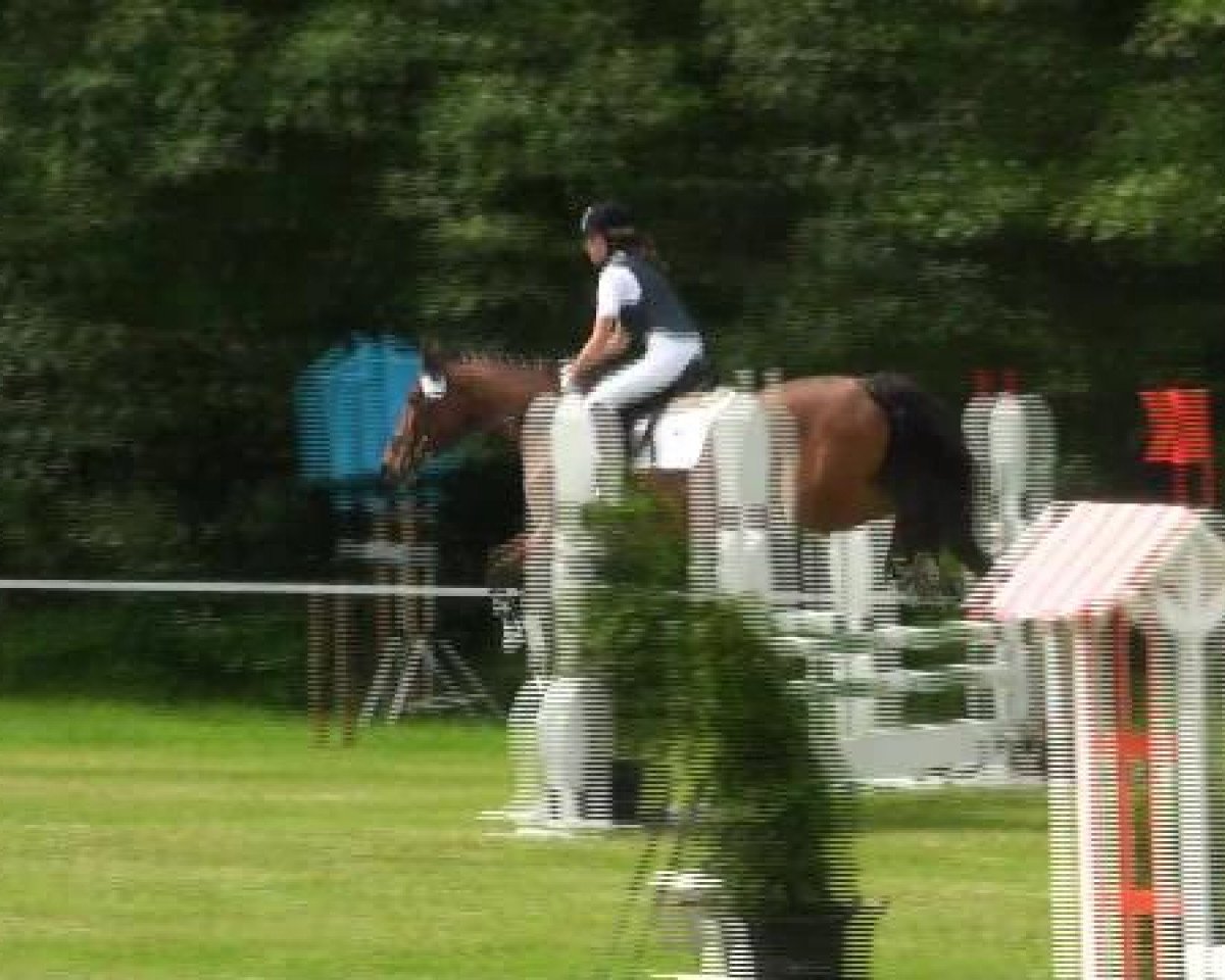 Dressurpferd Happy H (Hessisches Warmblut, 2004, von Kraneveld's Igor)