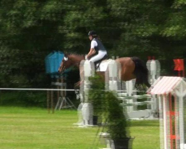 dressage horse Happy H (Hessian Warmblood, 2004, from Kraneveld's Igor)