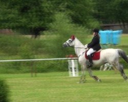 Springpferd Lady Luna Abadia (Brandenburger, 1995, von Lannox)