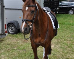 jumper Kalido (German Riding Pony, 1999, from King of Diamond)