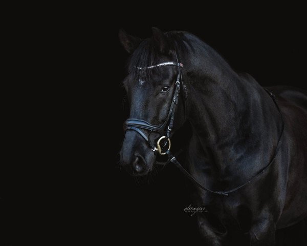 dressage horse Bonjour 2 (Oldenburg, 2015, from Buenos Dias 6)