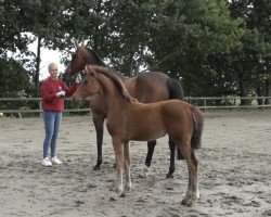 jumper Stute von Canstakko / Quality / Grandero (Holsteiner, 2022, from Canstakko)