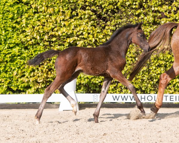 Springpferd Pia-Dora Auhörn (Holsteiner, 2022, von Diarado)