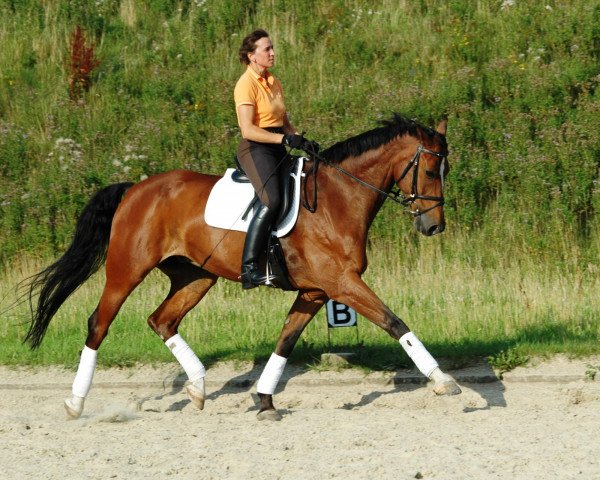 dressage horse Moritz 1697 (Hanoverian, 1999)